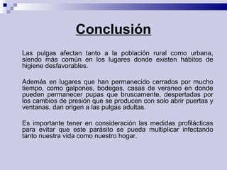 Pulicosis 131029210035-phpapp01 | PPT