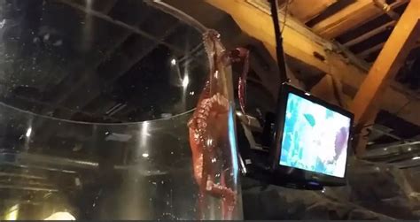 Octopus Attempts Escape at Seattle Aquarium - South Bend Voice