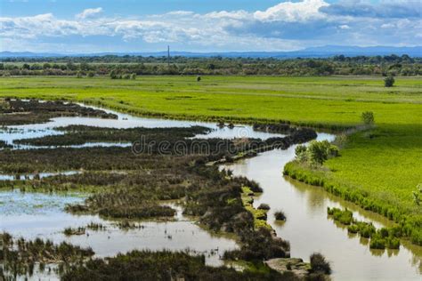 Marais de Camargue photo stock. Image du étang, normal - 35153476