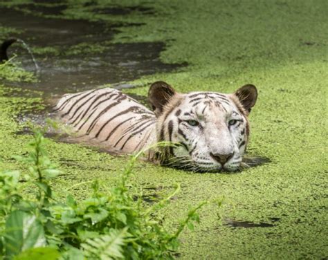 Sundarbans Mangrove Forest Archives - Lakshmi Sharath