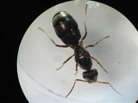 [Identification] Queen ant? What genus/species (if possible)? : r/ants