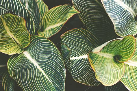 Striped Tropical Leaves | High-Quality Nature Stock Photos ~ Creative ...