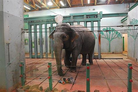 Help Free Lucy, the Solitary Elephant Suffering at the Edmonton Valley ...