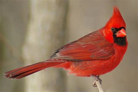 Northern Cardinal Care Sheet | Birds Coo