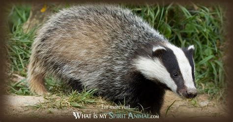 Badger Symbolism & Meaning | Spirit, Totem & Power Animal