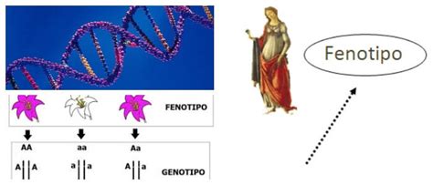 Genotipo y Fenotipo: ¿Qué Son? Diferencias, Relación y Factores ...