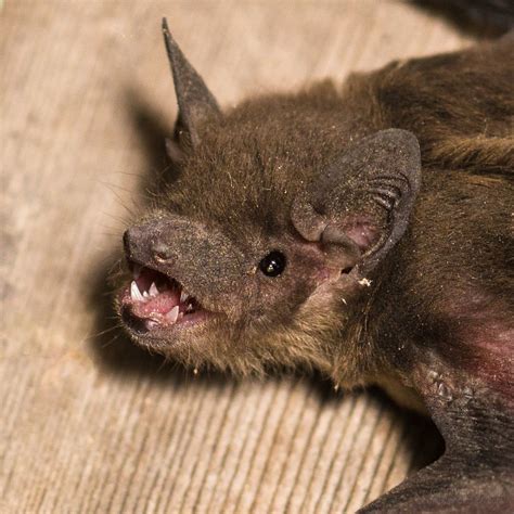 Bat Rescue | I rescued a baby bat that fell out of the roost… | Flickr