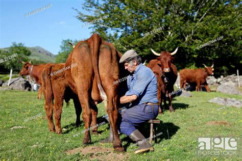 Farmer milking his cow by hand, Fontaine Salee reserve, Auvergne ...