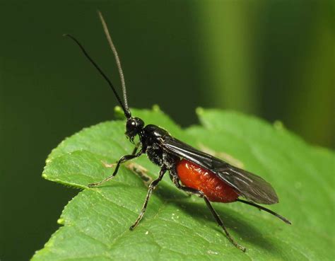 How Baby Wasps Can Save Your Tomatoes