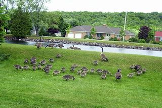 Canada Goose Family. Trent Canal. Campbellford, Ontario_17… | Flickr