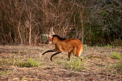 Premium Photo | Animal maned wolf of the species chrysocyon brachyurus