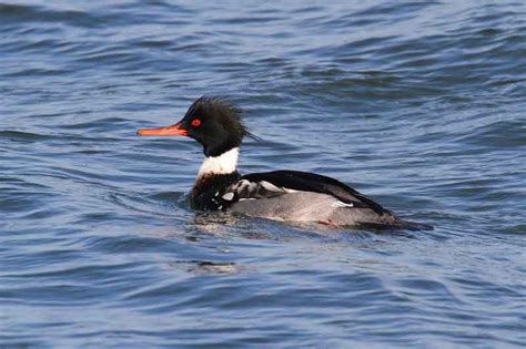 Red-Breasted Merganser | Bird Identification Guide | Bird Spot