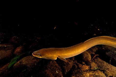 For the Endangered American Eel, a Long, Slippery Road to Recovery - Yale E360