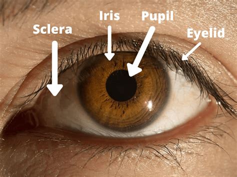 Human Eye Diagram, How The Eye Work -15 Amazing Facts of Eye