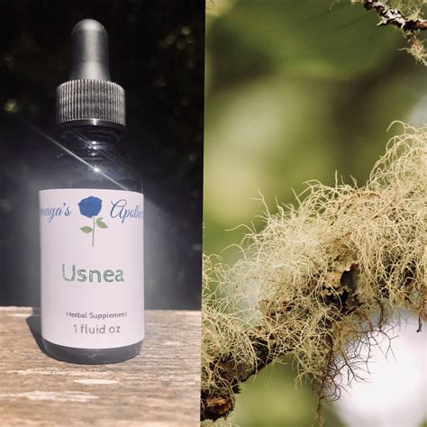 Usnea Tincture - Yemaya's Apothecary