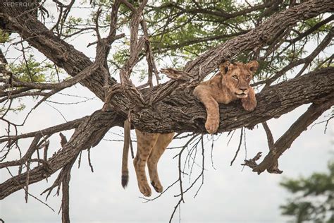 Sleeping Lion cub in Tree, Serengeti, Tanzania - Betty Sederquist Photography