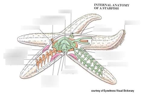 Starfish Internal Anatomy