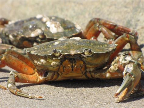 Portrait Of A Crab Free Stock Photo - Public Domain Pictures