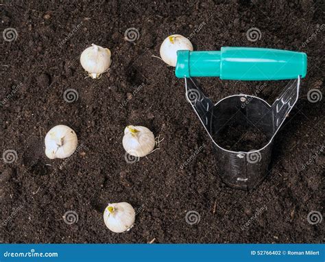 Planting stock photo. Image of earth, horticulture, planting - 52766402