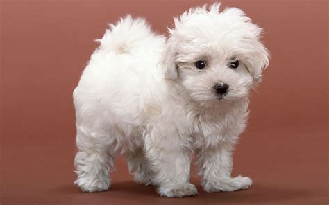 This dog is just adorbs. | Bichon frise puppy, Beautiful dog breeds, Really cute dogs