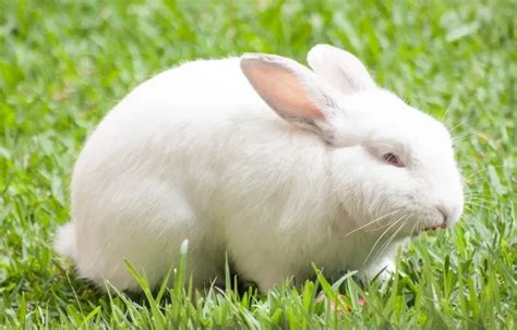 Fun Florida White Rabbit Facts For Kids | Kidadl