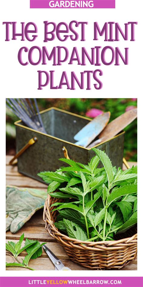 The Best Mint Companion Plants