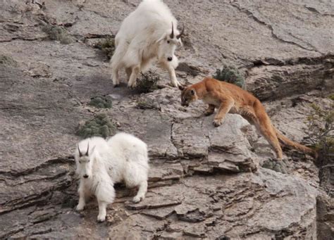 Mountain goats fight off a puma : GoatFights