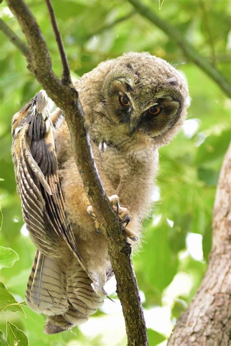 Long-eared owl Baby by Mubi.A on YouPic