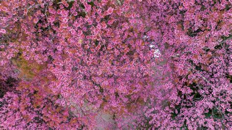 Aerial View Road in Mountain with Pink Flower, Mountain Winding Road with Sakura Pink Flower ...