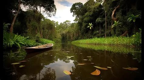 Amazon Rainforest In Brazil Background, Rainforest Amazon Pictures, Rainforest, Brazil ...