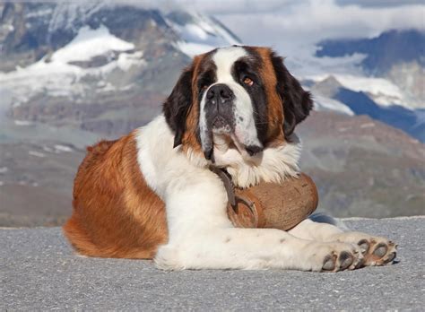 10 Most Beautiful Dog Breeds in The World - Best Way