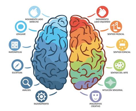 Los Hemisferios Cerebrales | Diana María Aguirre Neuropsicóloga Infantil