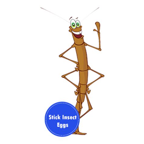 Stick Insect Eggs | Insect Lore