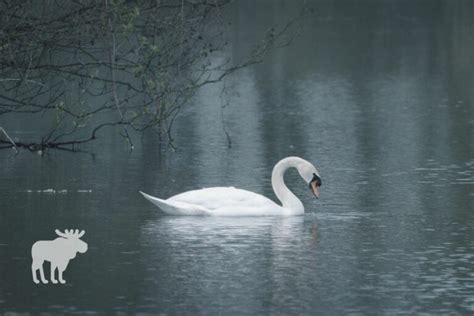 What Do Swans Eat {& What Not To Feed Them!} — Forest Wildlife