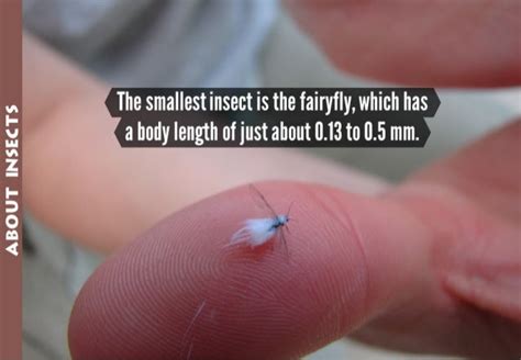 ABOUT INSECTS The smallest insect