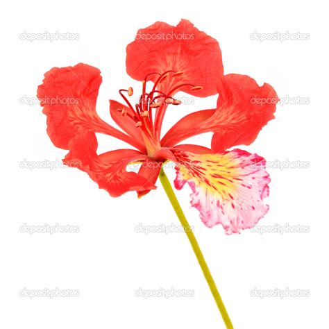 Pride of Barbados flower — Stock Photo © thawats #47048617