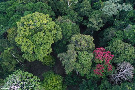 Flowering trees in the rainforest canopy