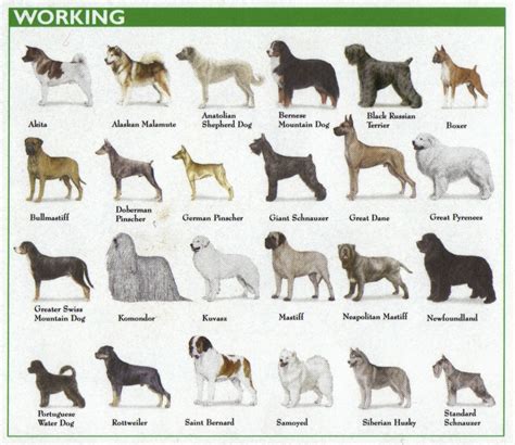 Types Of Dogs Printable Chart