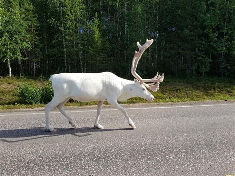 Sweden, Finland sees your albino moose, raise you an albino reindeer | Albino moose, Albino ...