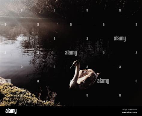 Baby swan swimming in a canal in London Stock Photo - Alamy