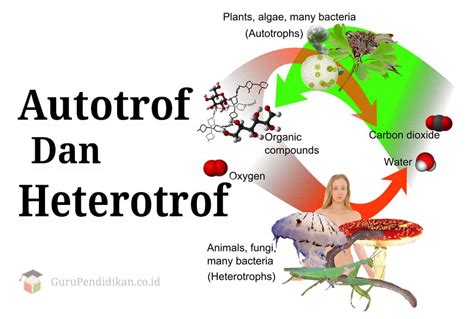 Organisme Dikatakan Autotrof Apabila - Homecare24