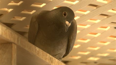 Pigeon poops on lawmaker discussing pigeon poop problem