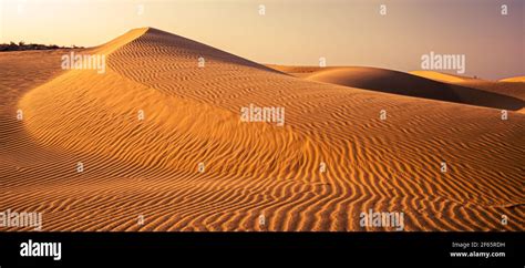 Sand dunes in the Thar desert, Rajasthan, India Stock Photo - Alamy