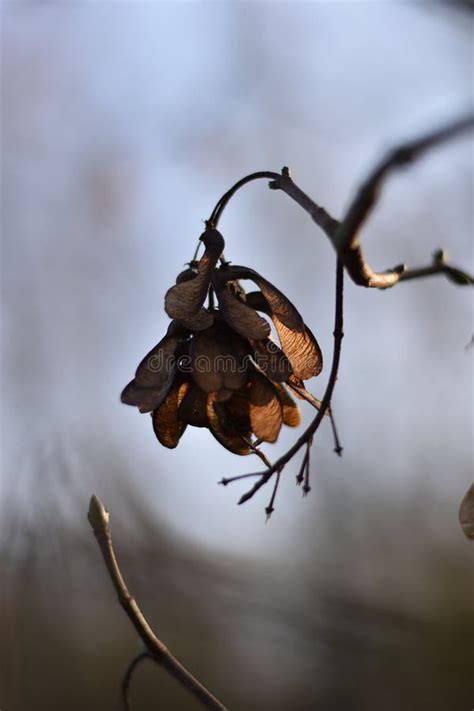 Maple Seed stock photo. Image of leaf, winter, forest - 269590484