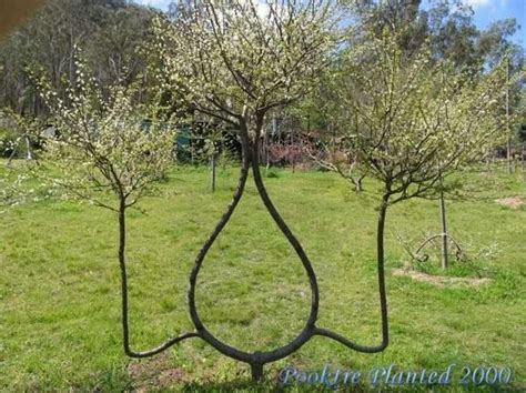 25 Noticeable Pics of Arborsculpture