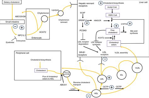 Effects of obesity on cholesterol metabolism and its implications for healthy ageing | Nutrition ...