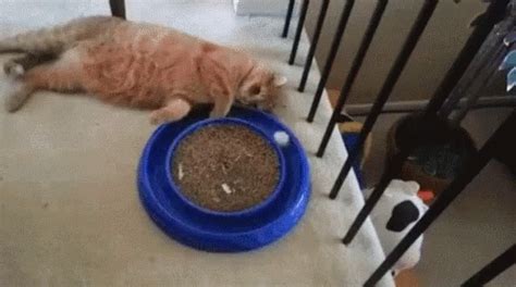 Cat Funny GIF - Cat Funny Lazy - Discover & Share GIFs