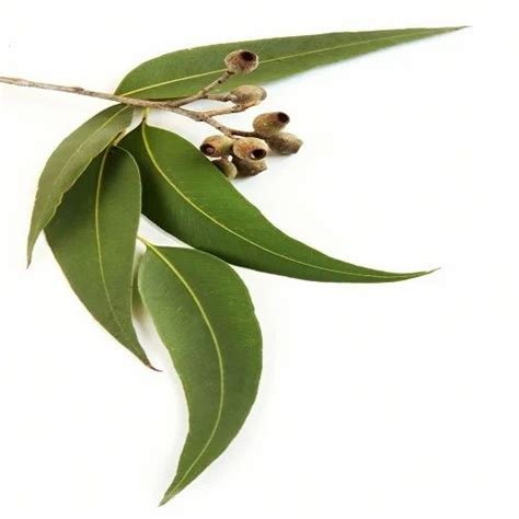 Eucalyptus Leaves at ₹ 240/kilogram | Eucalyptus Leaves in Madurai | ID ...