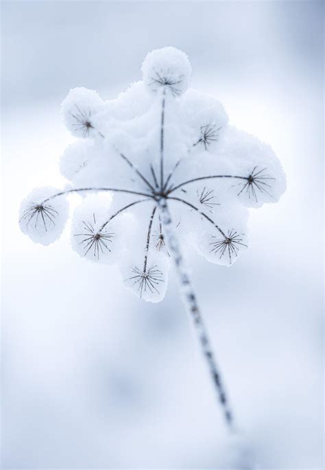 Ice Flower Wallpapers - Top Free Ice Flower Backgrounds - WallpaperAccess