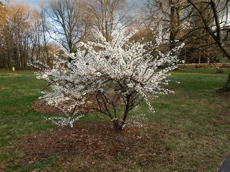 Prunus tomentosa | eGradini